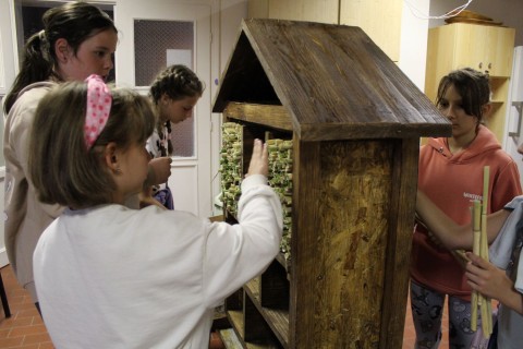 Nádszárakat és botokat helyeznek el a gyerekek a rovarhotelben.