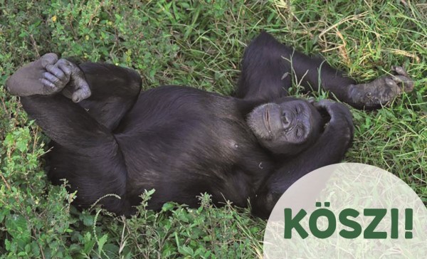 afrikai gorilla