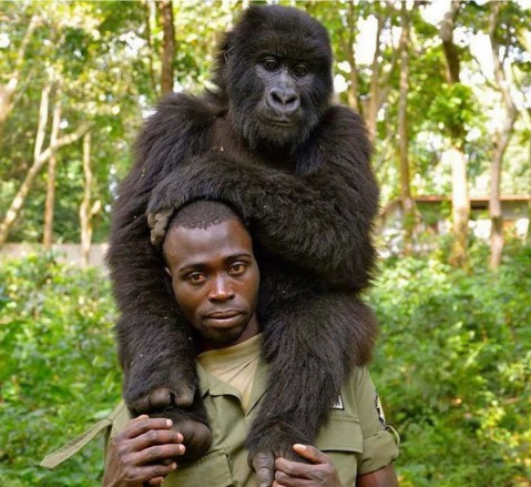 afrikai gorilla