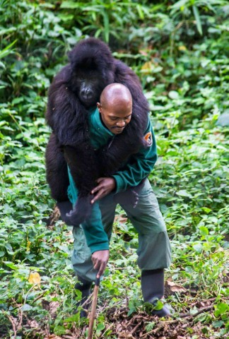 afrikai gorilla