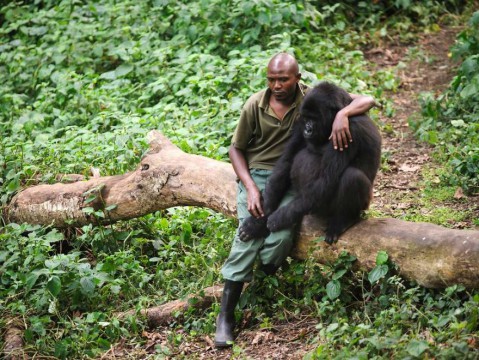 afrikai gorilla