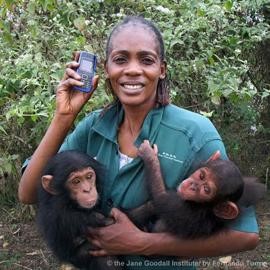 afrikai gorilla
