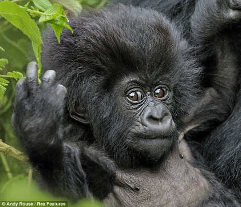 afrikai gorilla