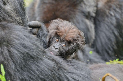 afrikai gorilla